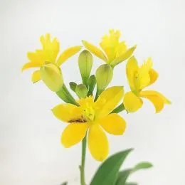 Орхидея Mini Epidendrum Yellow фото