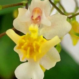 Орхидея Oncidium Misaki White фото