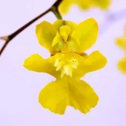 Орхидея Oncidium Misaki Yellow фото