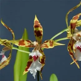 Орхидея Одонтоглоcсум (Odontoglossum) фото