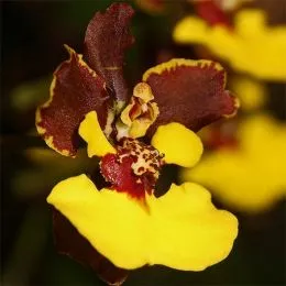 Орхидея Oncidium Rainer фото