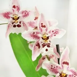 Орхидея Odontoglossum Pink Spot фото