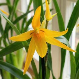 Орхидея Brassia Anita фото