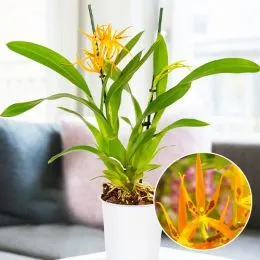 Орхидея Brassia Orange Delight фото
