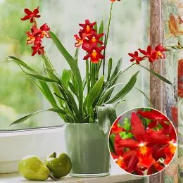 Орхидея Odontoglossum Chayenne фото
