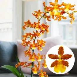 Орхидея Colmonara Indian Summer фото