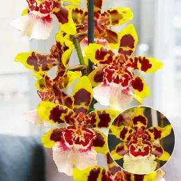 Орхидея Colmonara White Lip фото