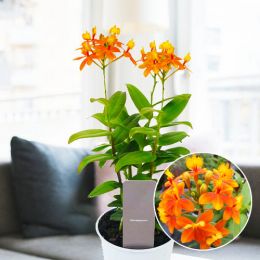 Орхидея Epidendrum Orange фото