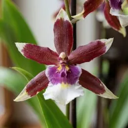 Орхидея Beallara Eurostar фото