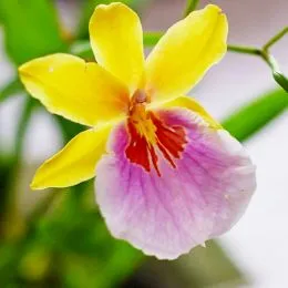 Орхидея Miltonia Sunset фото