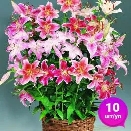 Лилии Super Mix Oriental (Эконом-упаковка 10 шт)  фото