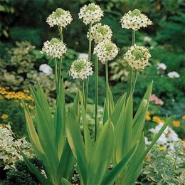 Орнитогалум Arabicum фото