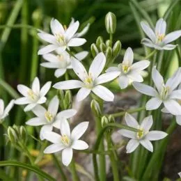 Орнитогалум Umbellatum фото