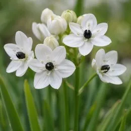 Орнитогалум Arabicum фото