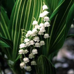 Ландыш Albostriata фото