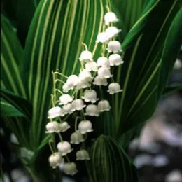 Ландыш Albostriata фото