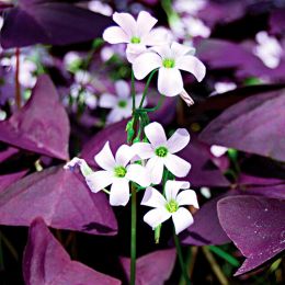 Оксалис (кислица) Triangularis фото