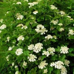 Калина Compactum фото