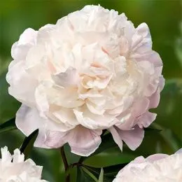 Пион Jubilee фото