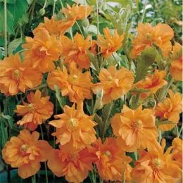 Мак Double Tangerine Gem фото