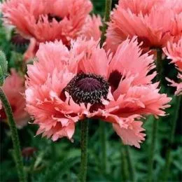 Мак Pink Ruffles фото