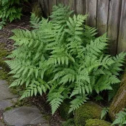 Папоротник Щитовник Клинтона (Dryopteris clintoniana) фото