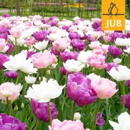 Микс ландшафтный Peaceful Pastels (Брендовые луковицы Jub Holland) фото
