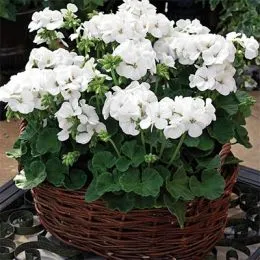 Пеларгония Multibloom White фото