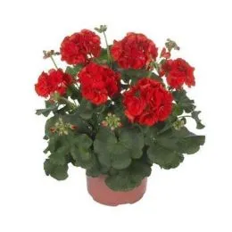 Пеларгония Master Idols Bright Red фото