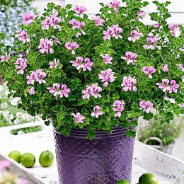 Пеларгония Lemona (l-roze) фото