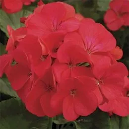 Пеларгония Multibloom Red фото