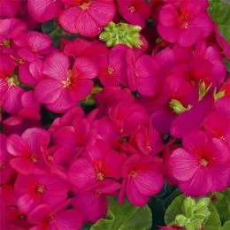 Пеларгония Multibloom Violet фото