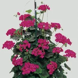 Пеларгония Antik violet фото