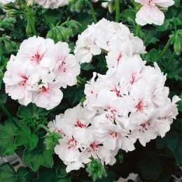 Пеларгония Double Blanche Roche фото