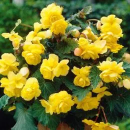 Бегония Pendula Yellow фото