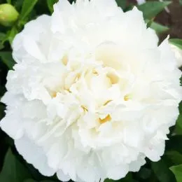 Пион Fringed Ivory фото