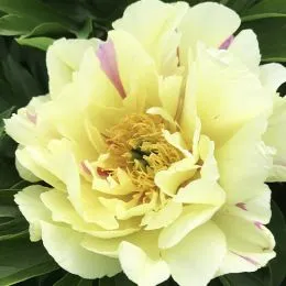 Пион ITOH Yellow Dream фото
