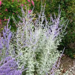 Перовския Silvery Blue фото
