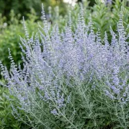Перовския Silvery Blue фото