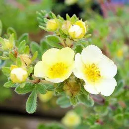 Лапчатка Primrose Beauty фото