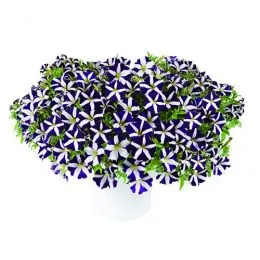 Петуния Amore Purple Heart фото