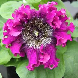 Петуния Superbissima Purple фото