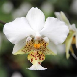 Фаленопсис Стюарта (Phalaenopsis Stuartiana) фото