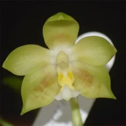 Фаленопсис Джевел (Yins Green Jewel) фото