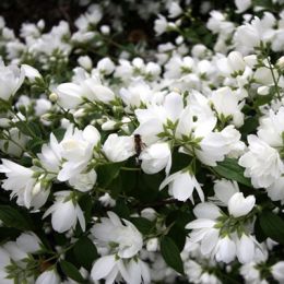 Чубушник Bouquet Blanc фото