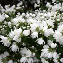Чубушник Bouquet Blanc фото