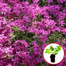 Флокс Atropurpurea (рассада) фото