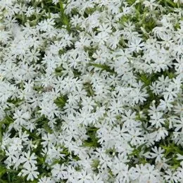 Флокс Early Spring White фото