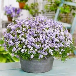 Флокс Emerald Cushion Blue фото