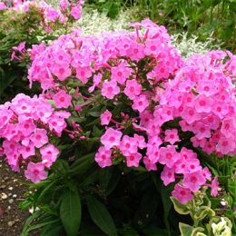 Флокс Flame Pink фото